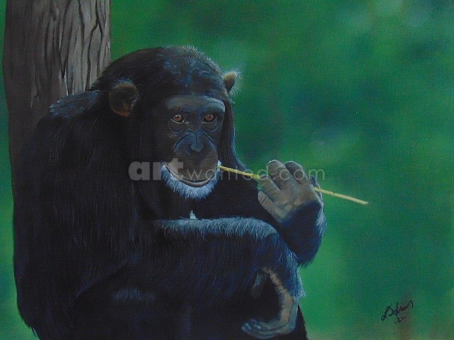 Chillin' Chimp