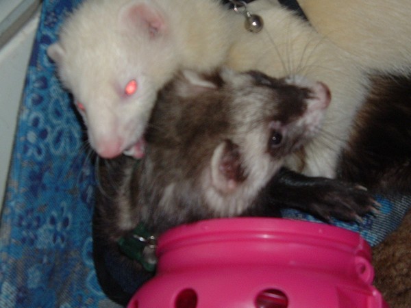 ferret play
