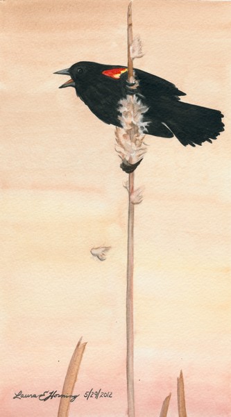 Blackbird Calling