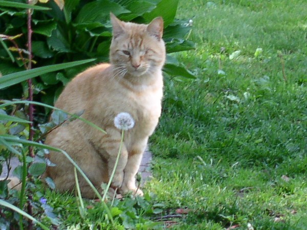Ed the Cat