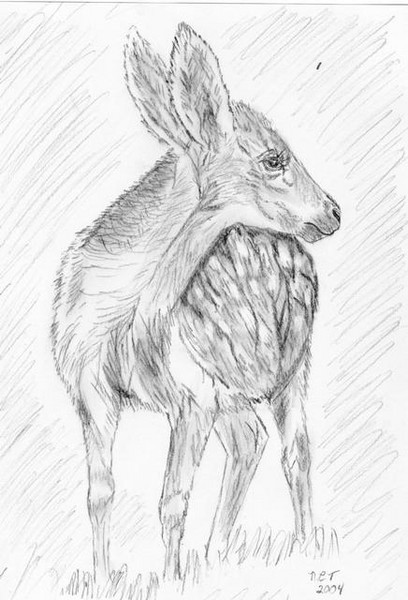 Little fawn
