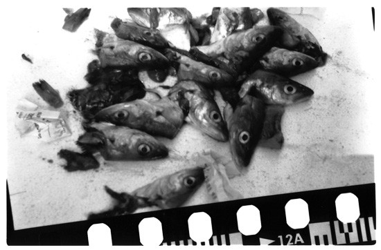 fishes