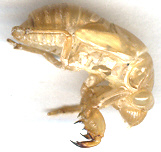 inner lemits