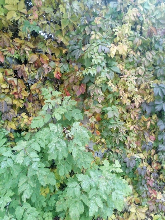 AutumnInUkraineD