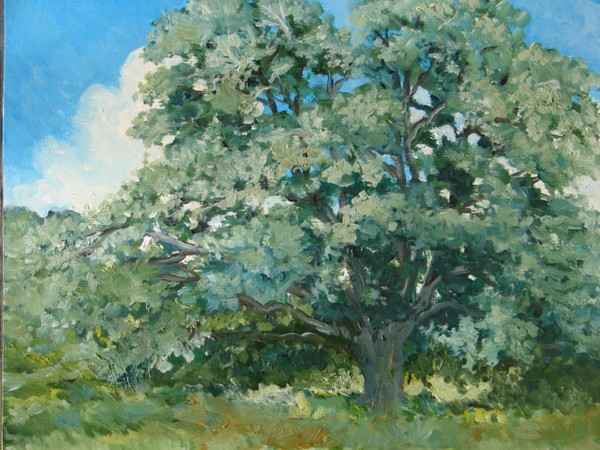 Live Oak in Camilla