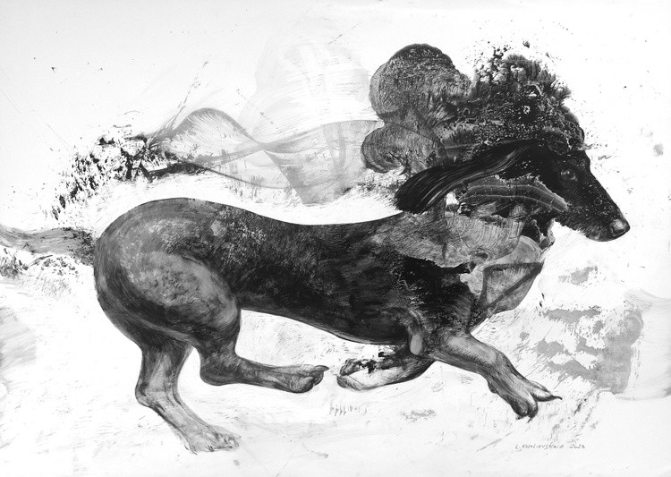 Dachshund