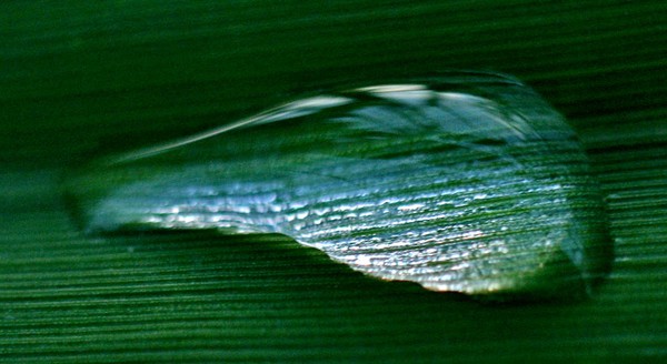 Water drop