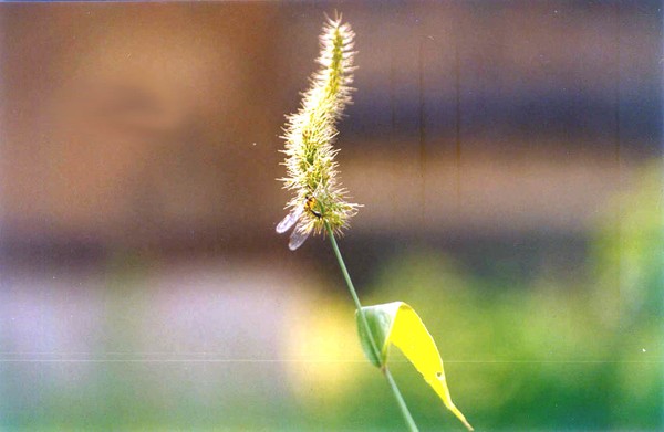 dragon fly