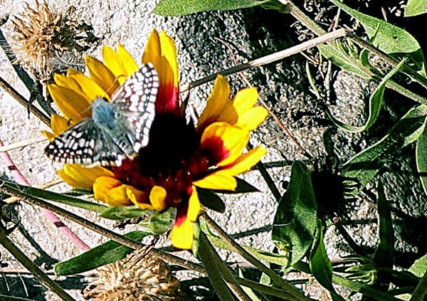 Butterfly & Flower