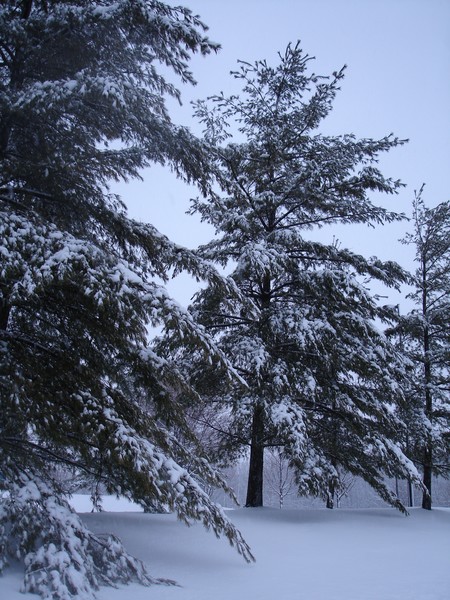 Snowy Trees