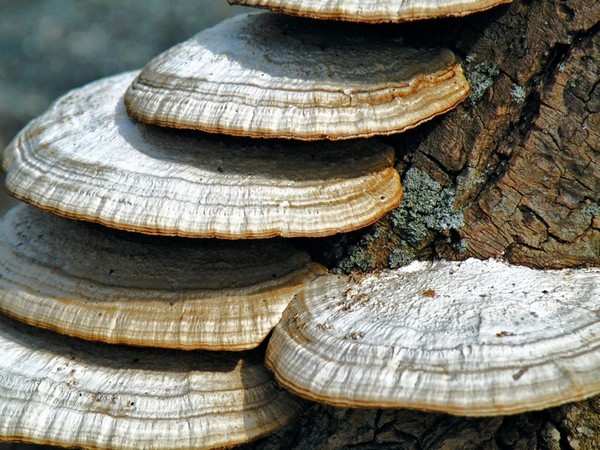 Tree Fungus