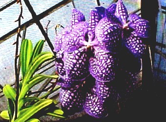Greens Fremont Nebraska Purple Spotted Orchids