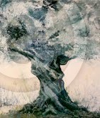 Olive Tree