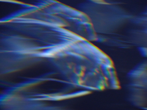 Light fish