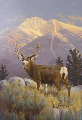 Mission Mountain Muley