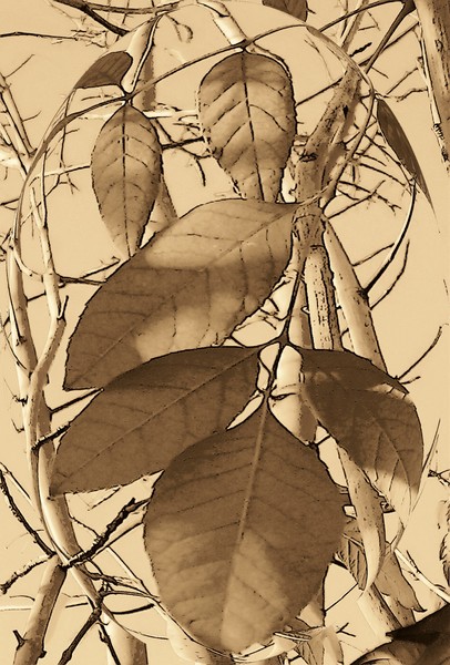 Feuille