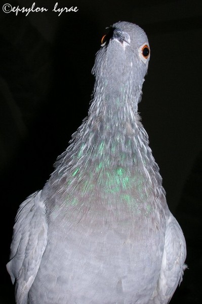 Pidgeon Portrait