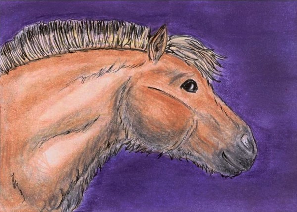 Inga the Prehistoric Horse