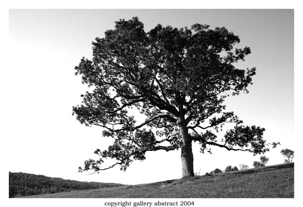 Leaning Tree