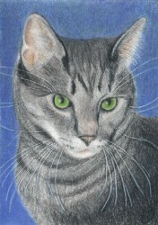 Kitty Cat - ACEO