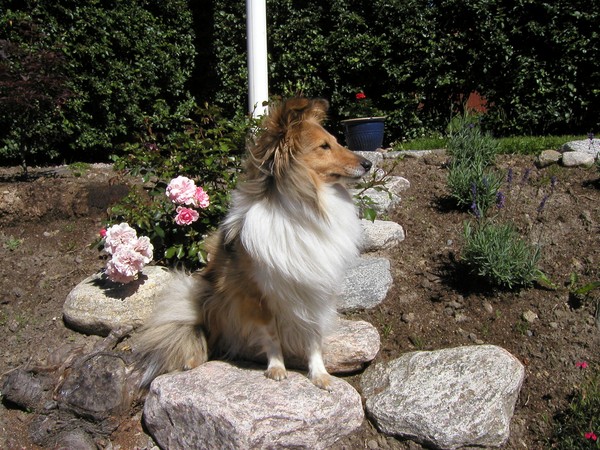 Tilja