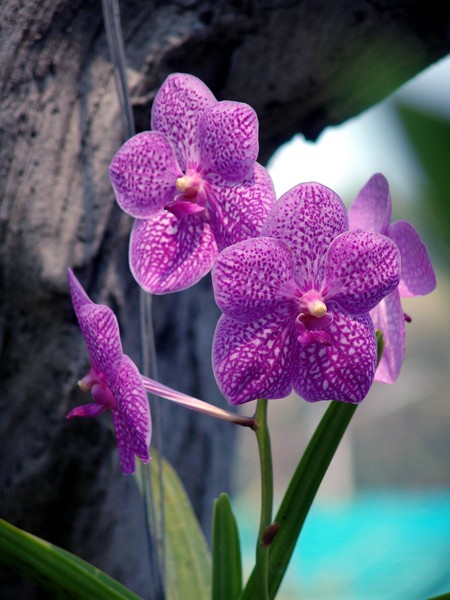 Orchids