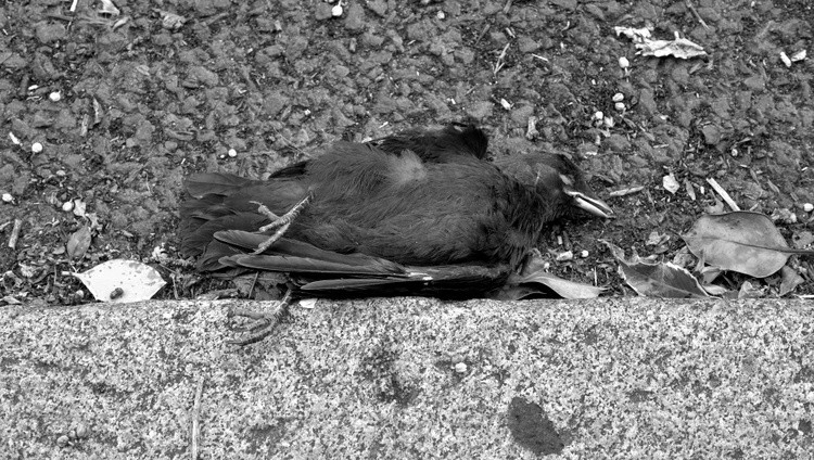 Crows End