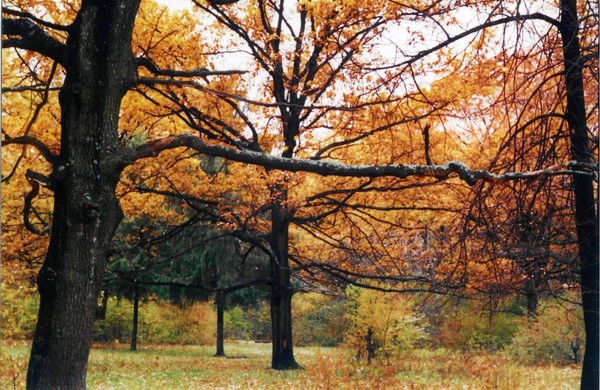 autumn