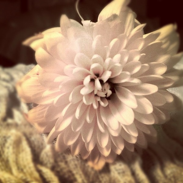 White Flower