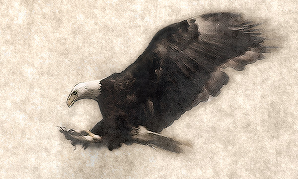 Eagle Rendering