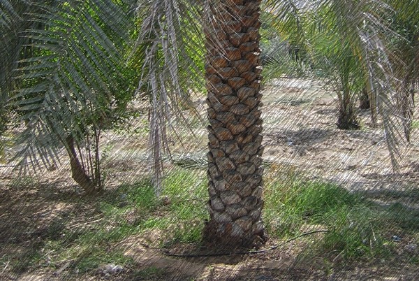 Date Palm Grove