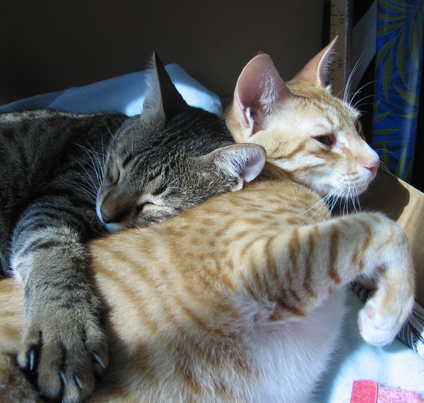 Cat mates