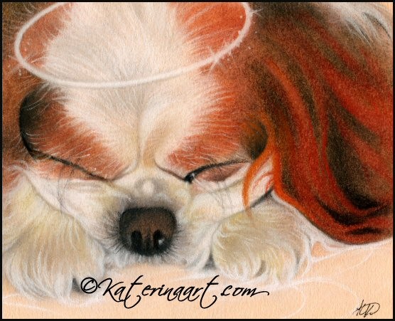 Tender Heart Portrait of Bentley