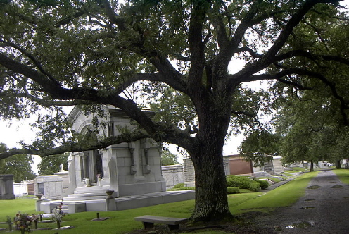Metairie Tree