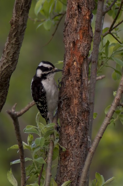 WoodPecker