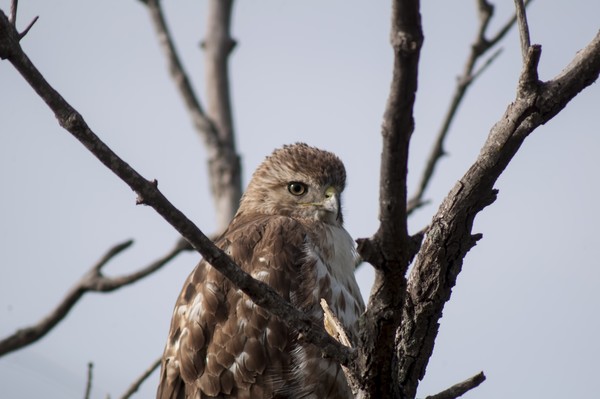 Hawk 