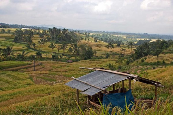 Jatiluwih ricefields 