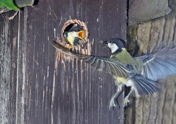 Parental Care