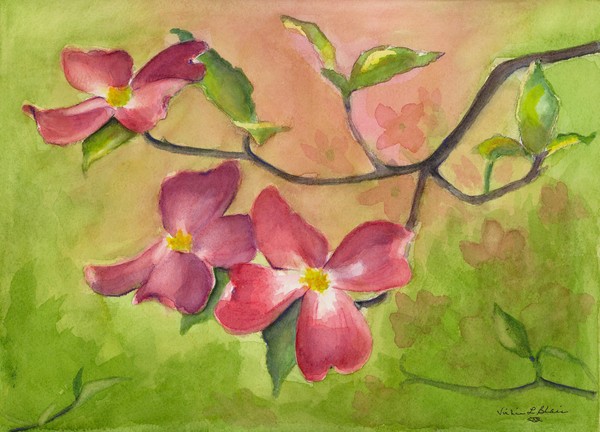 Dogwood Blossoms II