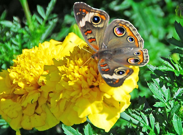 Buckeye Butterfly