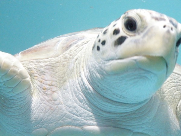 Turtle