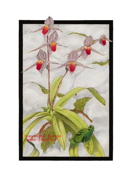 Paphiopedilum rothschildianum