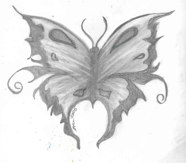 Butterfly Beauty