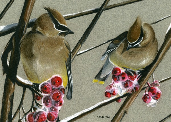 Winter Waxwings