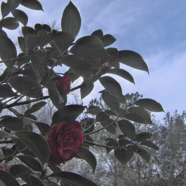 Camelia