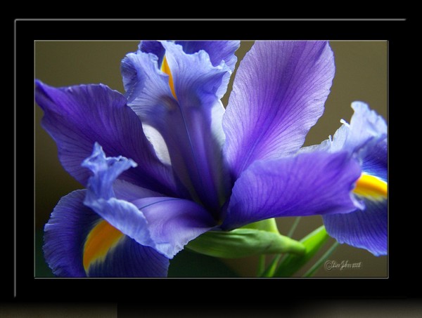 A Spring Beauty