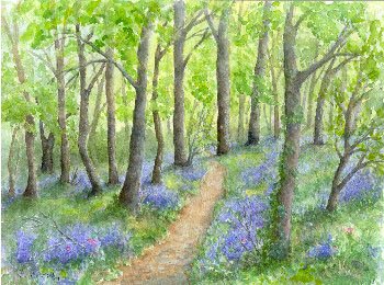 Bluebell Woods