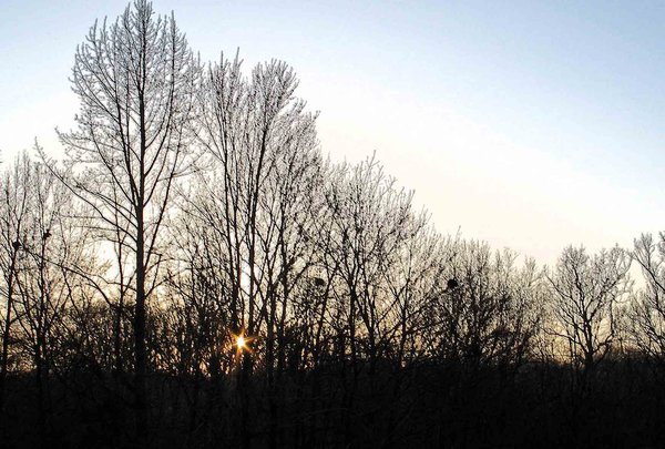 black trees