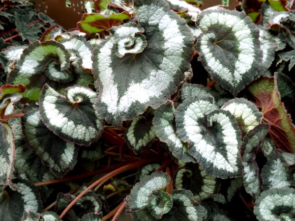 Paisley Begonia Leaves (One)
