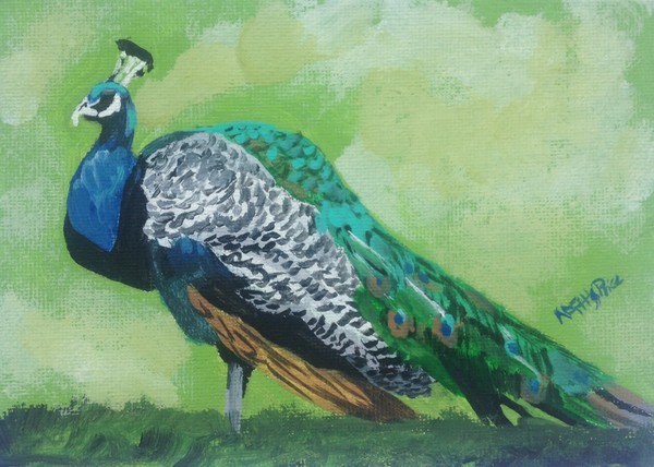 Peacock